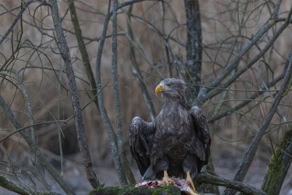 One white-tailed eagle (Haliaeetus albicilla) sitting on a small hammock feeding on a common carp.