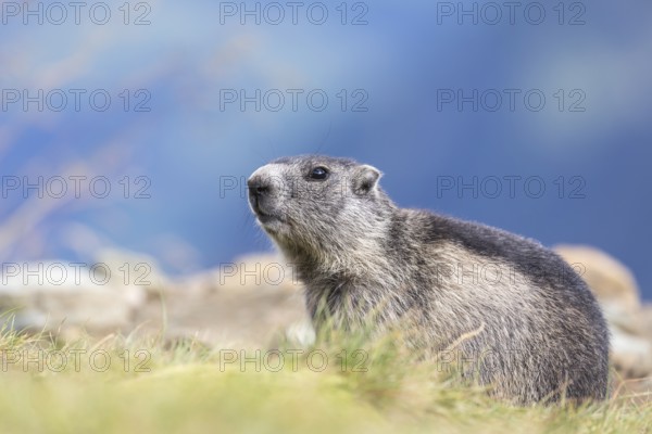 One Alpine Marmot, Marmota marmota, standing in tall grass. Side view portrait. Green grass and