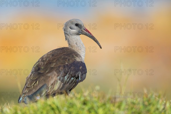 Hagedash, Hadada Ibis, (Bostrychia hagedash), Ibis, Table Mountain National Park Cape of Good Hope