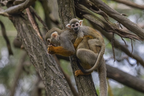 One female Central American squirrel monkey, Saimiri oerstedii, carrying her baby. Green vegetation