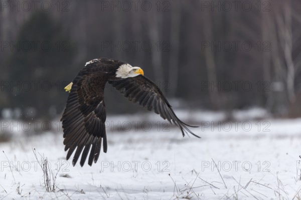 One Bald Eagle, Haliaeetus leucocephalus, flying over a snowy meadow with a birch tree forest in