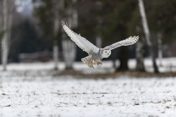 One snowy owl, Bubo scandiacus, Bubo scandiaca, Nyctea scandiaca flying over a snowy meadow with a