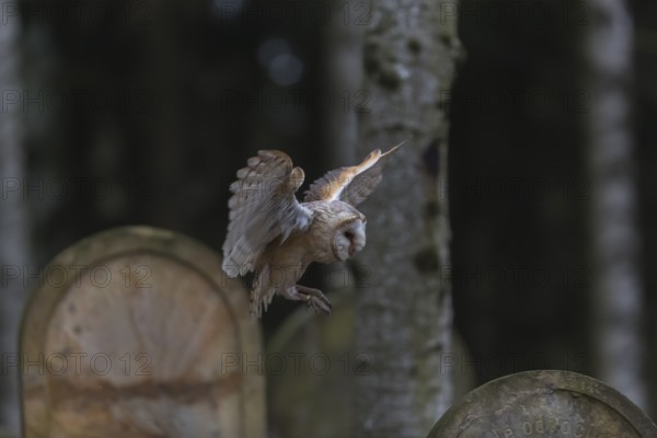 One barn owl (Tyto alba) flying on a historic graveyard in a forest between the gravestones. Green