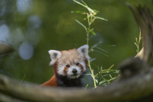 One red panda, Ailurus fulgens, sitting on a branch of a dead tree. Fresh green vegetation in the