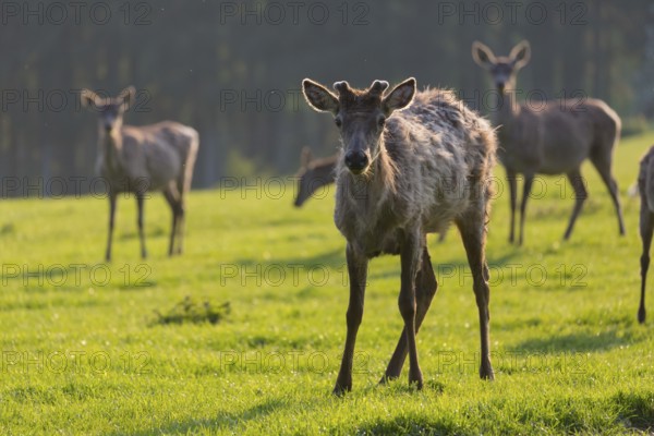 Altai maral, Altai wapiti or Altai elk, standing on meadow in backlight. Springtime with fresh