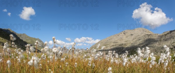 Cotton grass meadow in the Alps in a valley of the Gran Paradiso National Park. Valsavaranche,