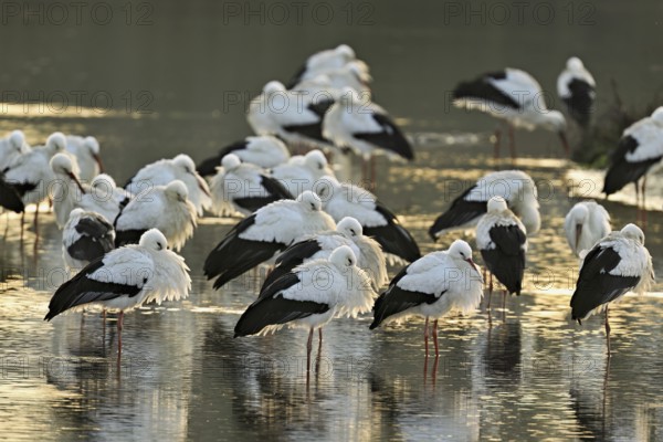 White storks (Ciconia ciconia), large flock roosting in shallow water, Flachsee, Canton Aargau,