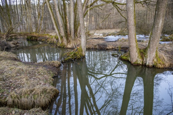 Winterladscape of a swamp with water and trees, Lengenbach, Deining, Upper Palatinate, Bavaria,