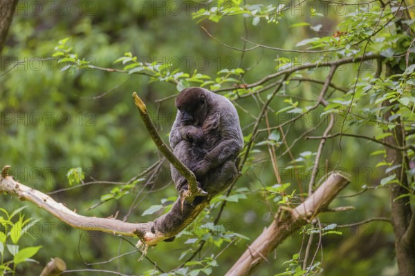 A common woolly monkey, brown woolly monkey, or Humboldt's woolly monkey (Lagothrix lagothricha)