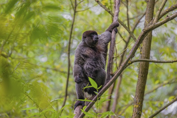 A common woolly monkey, brown woolly monkey, or Humboldt's woolly monkey (3) (Lagothrix