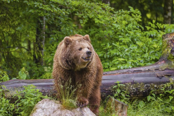 A female eurasian brown bear (Ursus arctos arctos) stands on a rock lying at a forest edge in early