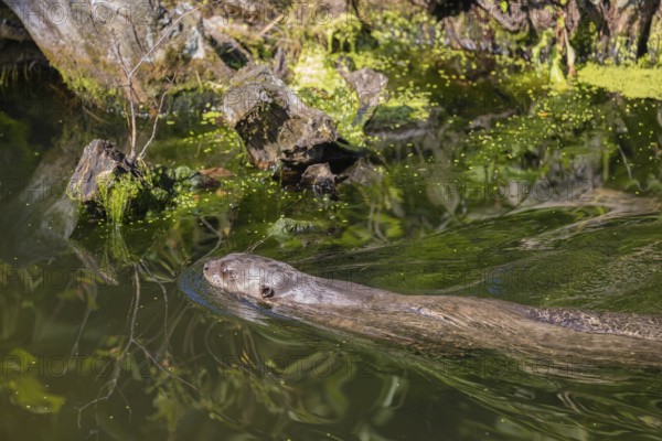 One giant otter or giant river otter (Pteronura brasiliensis) swimming in a river, a mossy root of