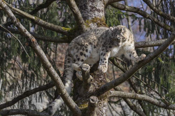 One adult snow leopard (Panthera uncia) standing high up in a tree, watching something in the
