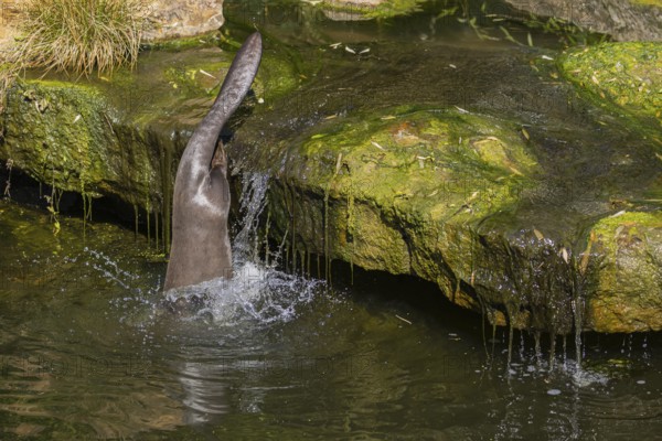 One giant otter or giant river otter (Pteronura brasiliensis) jumping down into the river from a