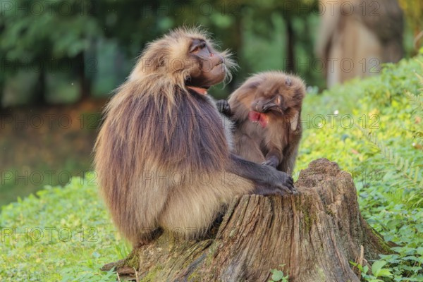 A male and a female Gelada (Theropithecus gelada), or bleeding-heart monkey sit in beautiful light