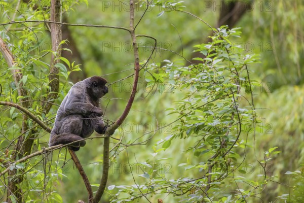 A common woolly monkey, brown woolly monkey, or Humboldt's woolly monkey (Lagothrix lagothricha)