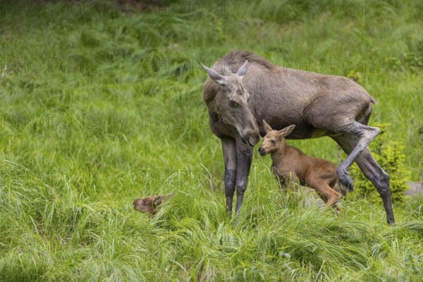 Two baby moose or elk. One of them getting suckled by their mother, Alces alces, (19 days old, born