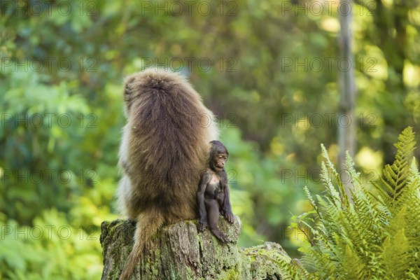 One female Gelada (Theropithecus gelada), or bleeding-heart monkey and her baby sit back to back on