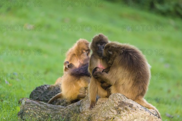 Three female Gelada (Theropithecus gelada), or bleeding-heart monkey, sit on a rock and groom a
