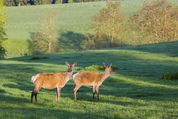 Two female Altai maral, Altai wapiti or Altai elk (Cervus canadensis sibiricus) stand on a meadow