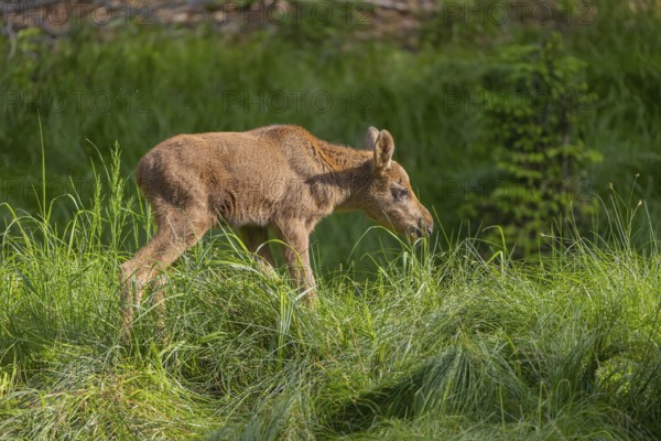 One baby moose or elk, Alces alces, (19 days old, born May 8, 2020) walking through tall fresh