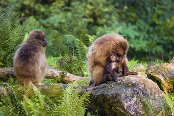 One female Gelada (Theropithecus gelada), or bleeding-heart monkey sits on a rock grooming her baby