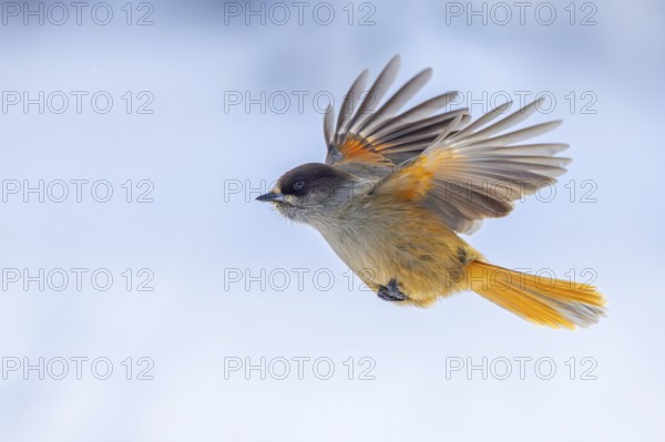 Siberian jay (Perisoreus infaustus, Corvus infaustus) in flight in snow covered taiga in winter,