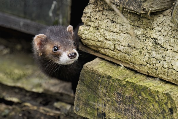 European polecat (Mustela putorius), also known as ferret, looking out from between piles of wood,