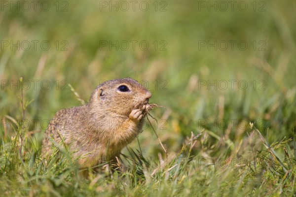 A European ground squirrel (Spermophilus citellus) or European souslik sits in green gras, looking
