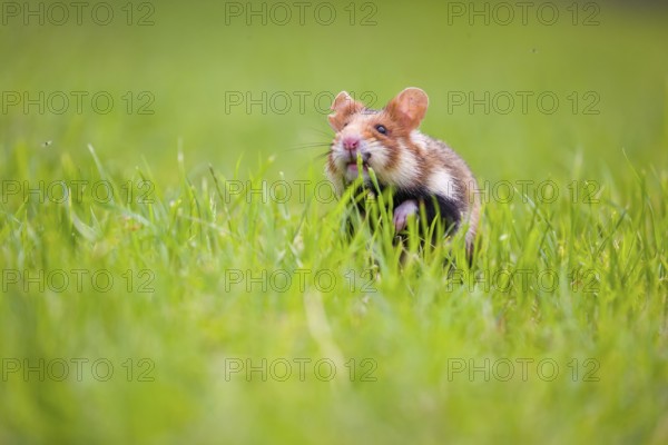 A European hamster (Cricetus cricetus), Eurasian hamster, black-bellied hamster or common hamster,