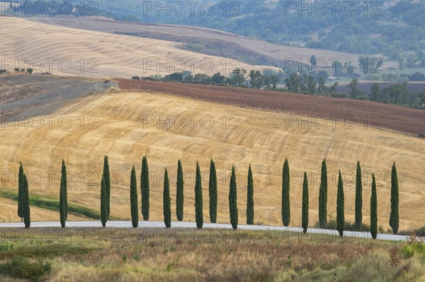 Typical Tuscan landscape in Crete Senesi with hills, trees, fields, cypresses and farm road in