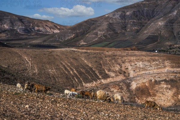 2016, Raimund Franken, Model Release:Not, Property Release: Not Yaiza, Lanzarote, ESP, Spain,