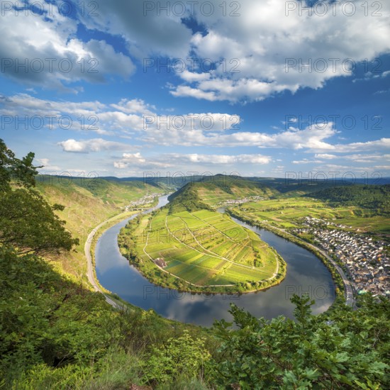 View of the Moselle bend at Bremmer Calmont, Bremm, Moselle valley, Rhineland-Palatinate, Germany,