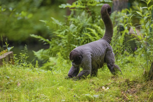 A common woolly monkey, brown woolly monkey, or Humboldt's woolly monkey (Lagothrix lagothricha)