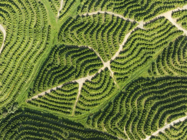 Cultivated orange trees (Citrus sinensis) and network of agricultural roads. Aerial view. Drone