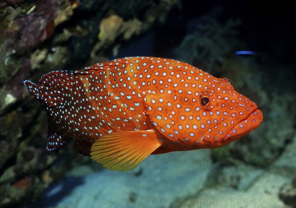 Jewelled grouper (Cephalopholis miniata) Jewelled grouper, Coral Hind, Bluespotted Hind swims