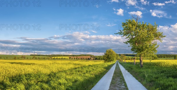 Straight field path made of concrete slabs through typical field landscape in spring in the evening