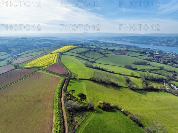 Rapeseed fields over the River Teign from a drone, Teignmouth, Shaldon, Devon, England, United