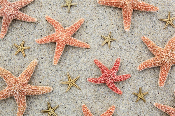 Starfish, starfish