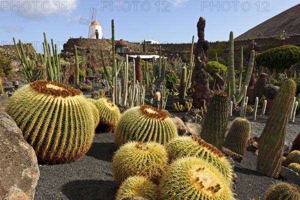 Jardin de Cactus, cactus garden, Guatiza, Lanzarote, Canary Islands, designed by Cesar Manrique,