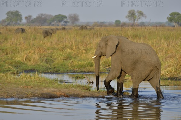 Elephant (Loxodonta africana) crossing the Cuando River, Bwabwata National Park, Zambezi Region,