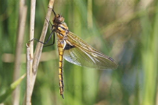 Two-spot (Epitheca bimaculata), freshly hatched animal drying itself on a reed stalk, imago on a