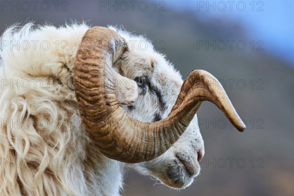 Close-up of a woolly ram with impressive horn in front of a blue sky, sheep (e) or goat (n), ovis,