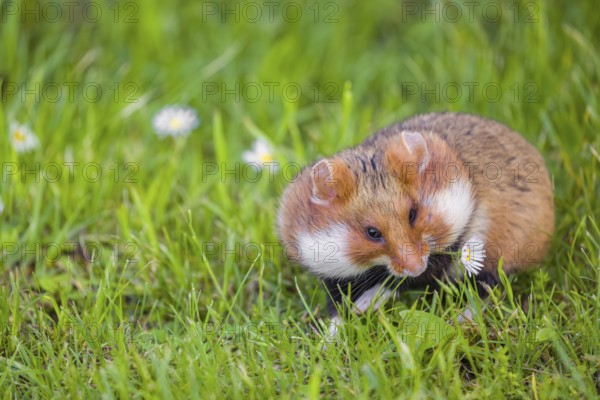 A European hamster (Cricetus cricetus), Eurasian hamster, black-bellied hamster or common hamster,
