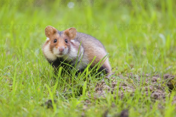 A European hamster (Cricetus cricetus), Eurasian hamster, black-bellied hamster or common hamster,