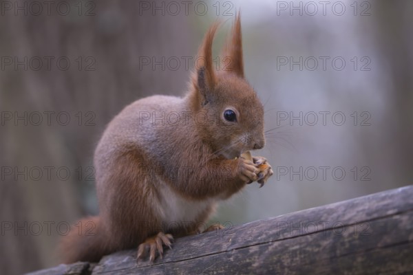 One Red squirrel or Eurasian red squirrel (Sciurus vulgaris) feeding on peanut. Trees in the