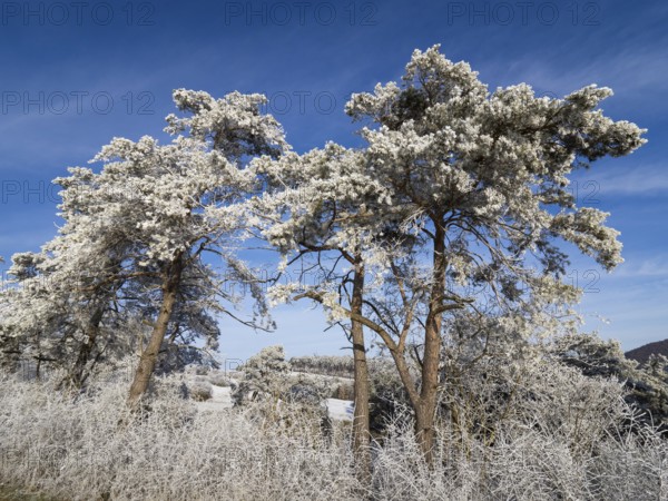 Scots Pine (Pinus sylvestris), trees covered in frost and snow against a blue sky on a sunny