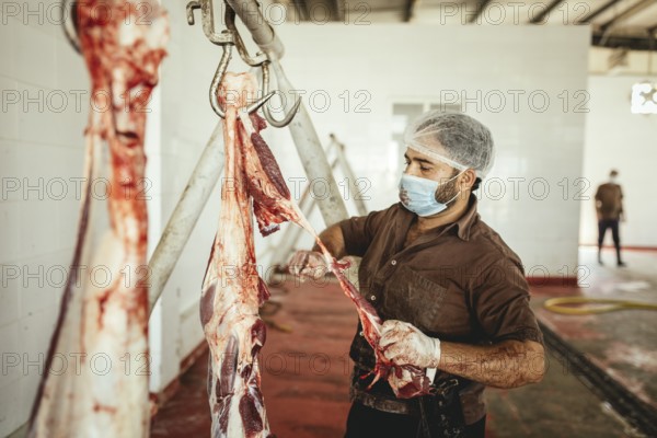 Cutting up a slaughtered dromedary (camelus dromedarius), camel slaughter, Salalah slaughterhouse,