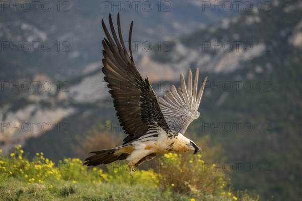 Bearded Vulture (Gypaetus barbatus) adult bird in flight with mountains in the backround, Pyrenees,