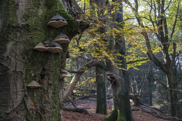 Tinder fungus (Fomes fomentarius) in beech forest (Fagus sylvatica) in autumn foliage, Emsland,